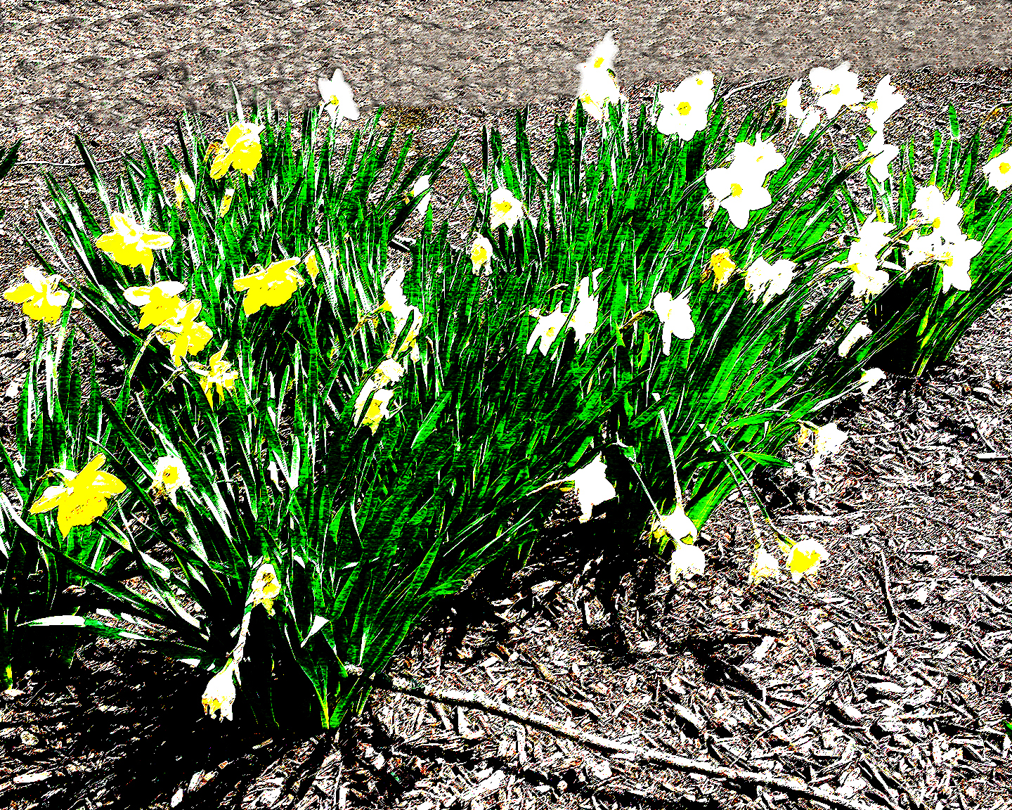 A small patch of yellow and white flowers, I found on the University of Dubuque's campus. The photo has been heavily stylized with photoshop.